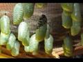 Monarch caterpillar going to chrysalis - 2