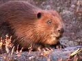 beavers attack beavers attack