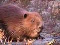 beaver's attack