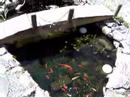 My backyard pond and fish My backyard pond and fish
