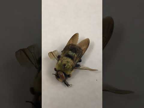 image preview of video showcasing Types of Bees and Wasps: How to Tell the Difference?