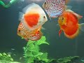 aquário de discus 