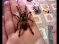 poecilotheria regalis L5-6 poecilotheria regalis L5-6