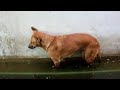 Click here to watch this video Sobaka nyryaka .240.mp4
