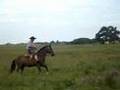 Cavalo Campeiro, égua Cigana.