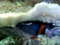 Pseudochromis Flavivertex