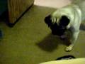 videos de Smokey Loves To Play Ball #3