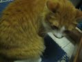 CATS CAUGHT! MiSSCHiEF MASTERMiND & SiDEKiCK