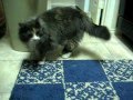 videos de CATS CAUGHT! MiSSCHiEF MASTERMiND & SiDEKiCK