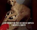 Rescate de galgos en Burgos ( Chevalier 2ª parte) Rescate de galgos en Burgos ( Chevalier 2ª parte)