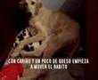 Rescate de galgos en Burgos ( Chevalier 2ª parte)