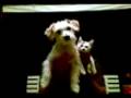 videos de Lupina e Graffio by Mandrio