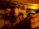 conejo loco