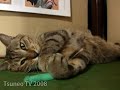 ticklish cat tsuneo