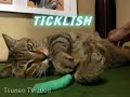 Ticklish cat Tsuneo