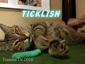 ticklish cat tsuneo