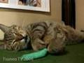 Ticklish cat Tsuneo