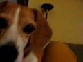 videos de maggie wants the pizza