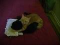 Like father like son! Kitten grooms daddy kitty ...