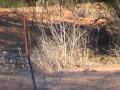 Shooting wild pigs on dams