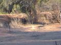 shooting wild pigs on dams