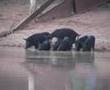 Shooting wild pigs on dams
