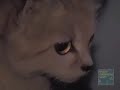 http://www.bronxzoo.com 
Sand Cats may look remarkably like your household kitty but these nocturnal felines are specially adapted to the deserts of 