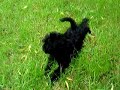 Affenpinscher Puppy