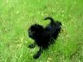 Affenpinscher
