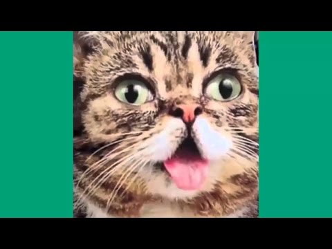 Best Cat Compilation