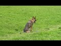 Gina z Librova dvora (obedience) - german sheperd for sale