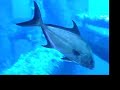 diving-the-great-cajun-reef.html