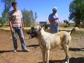 kangal kocakurt kopek dog bogus www.kocakurt.efsanesicom kangal kocakurt kopek dog bogus www.kocakurt.efsanesicom