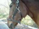 Thommy - Tennessee Thommy - Tennessee