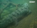 Cocodril de Siam - Crocodylus siamensis Cocodril de Siam - Crocodylus siamensis