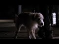 Pedigree UK Adopts New Approach to Helping Dogs