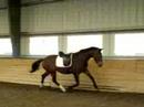 Erika canters in her Ansur saddle for the first time Erika canters in her Ansur saddle for the first time