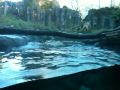 WoodLand Park Zoo - The Seal