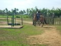 Cavalo campolina ( Indio )