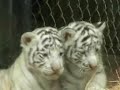 Cute, rare White tiger cubs