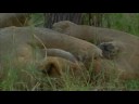 cuddle-with-lions-in-zimbabwe.html