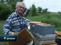 Pomor pčela u šumi Junaković
