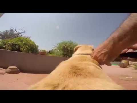 GoPro Dog – Take a ride on an excited labrador dog’s back GoPro Dog – Take a ride on an excited labrador dog’s back