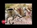 IFAW Killing with Keystrokes Report on CNET