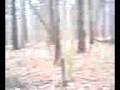 bryan's tree take one