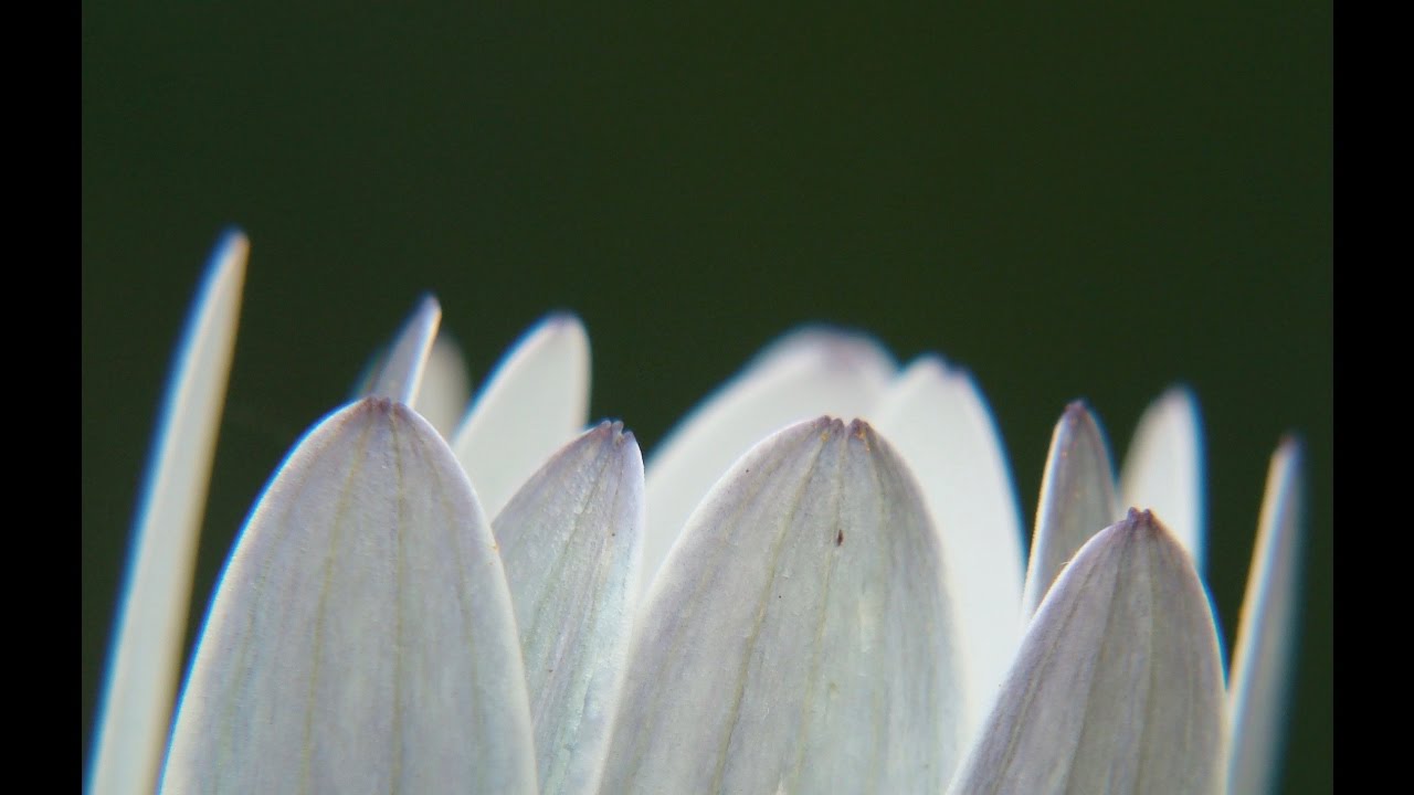 White Nature - Sound Art Meditation