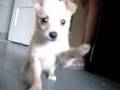 puppy attack!