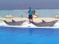 Delfinshow