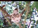 Hummingbird - 2nd Chick Flies Hummingbird - 2nd Chick Flies