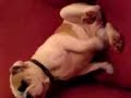 Wanking Bulldog